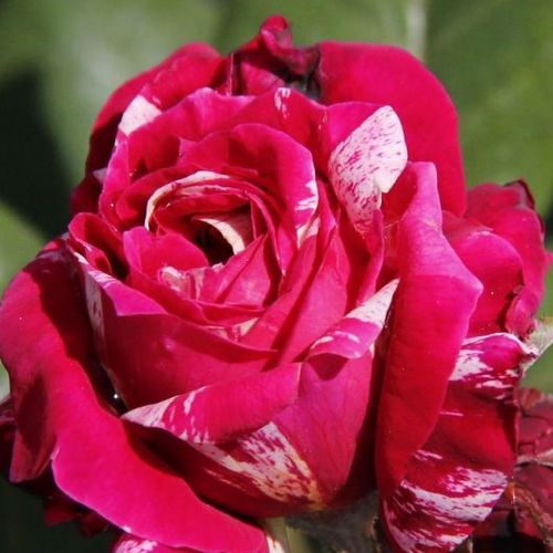 Rosales híbridos de té - Rosa - Barroma® - 
